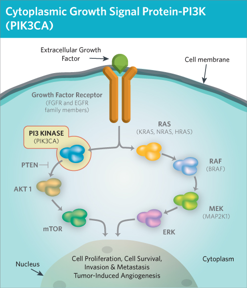 PIK3CA 突变疾病模型 - 北京科途医学科技有限公司 — 类器官技术 | 肿瘤个体化精准医学 | 肿瘤功能性检测